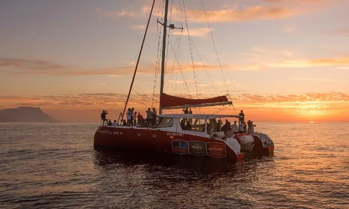 90-Minute Catamaran Champagne Sunset Cruise with Waterfront Boat Tours