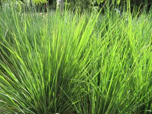 Miscanthus capensis - East Coast Boomgrass / Ornamental Grass - Indigenous grass - 10 Seeds